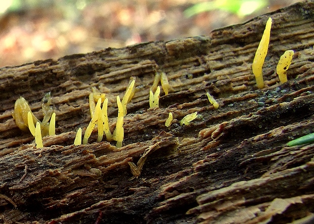 parôžkovec  Calocera  sp.