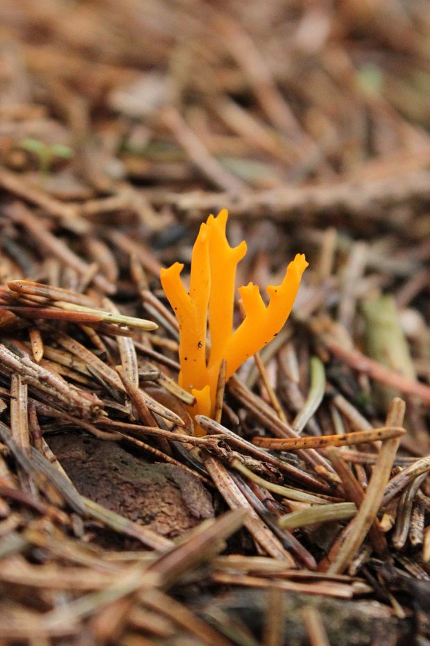 parôžkovec lepkavý Calocera viscosa (Pers.) Fr.