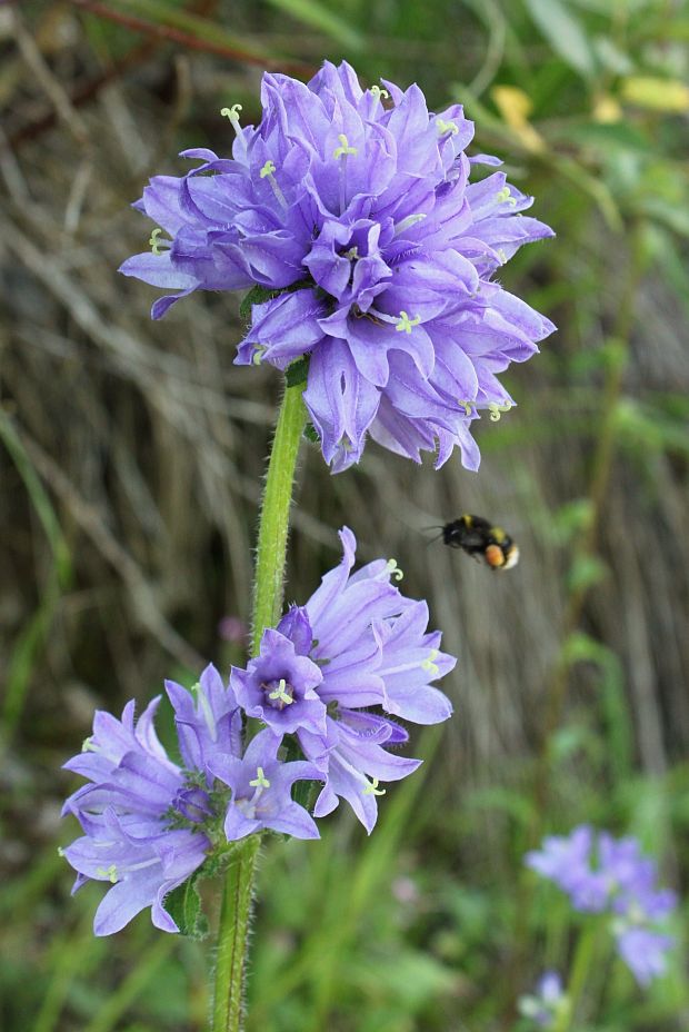 zvonček klbkatý Campanula glomerata agg. L.