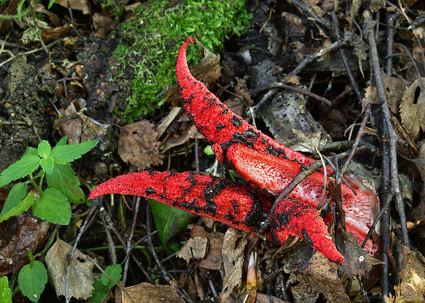 mrežovka kvetovitá Clathrus archeri (Berk.) Dring