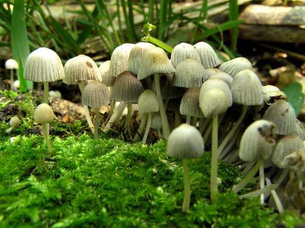 hnojník Coprinus sp.