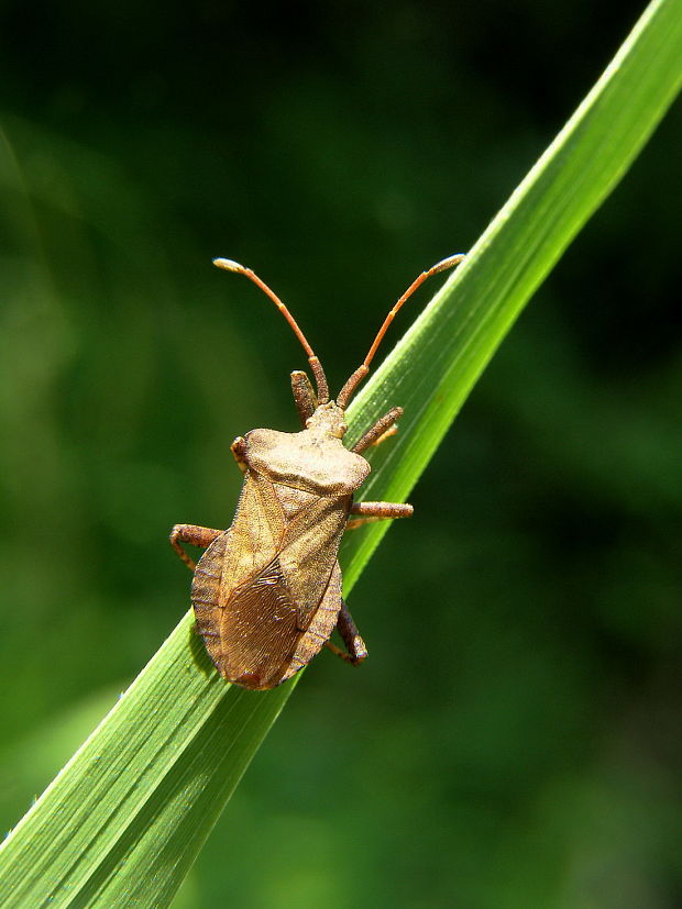 obrubnica štiavová Coreus marginatus