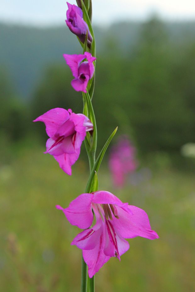 mečík škridlicovitý Gladiolus imbricatus L.