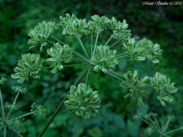 boľševník borščový Heracleum sphondylium L.