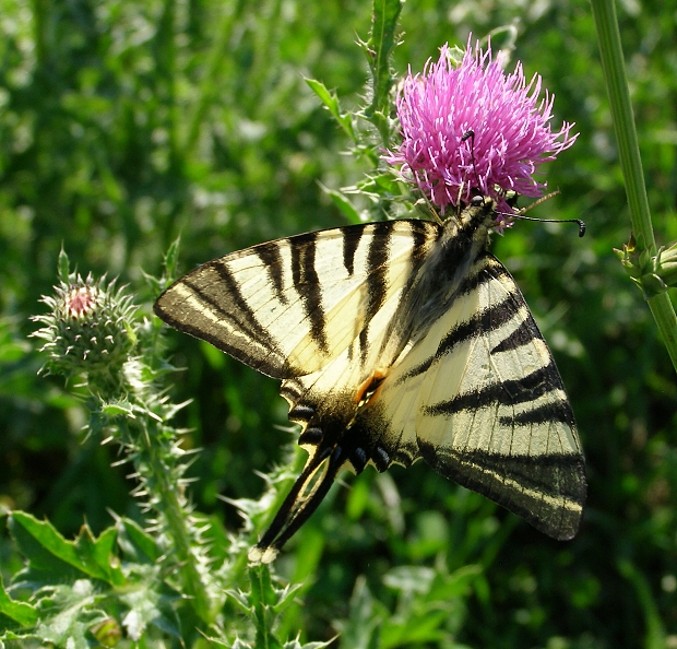 vidlochvost ovocný Iphiclides podalirius