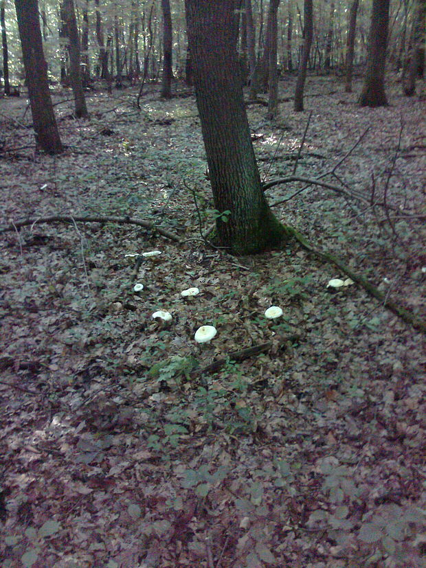 rýdzik korenistý Lactarius piperatus (L.) Pers.