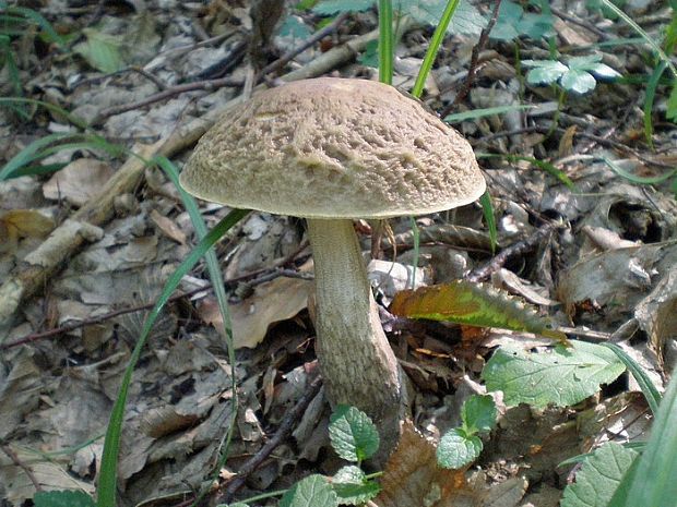 kozák hrabový Leccinum pseudoscabrum (Kallenb.) Šutara