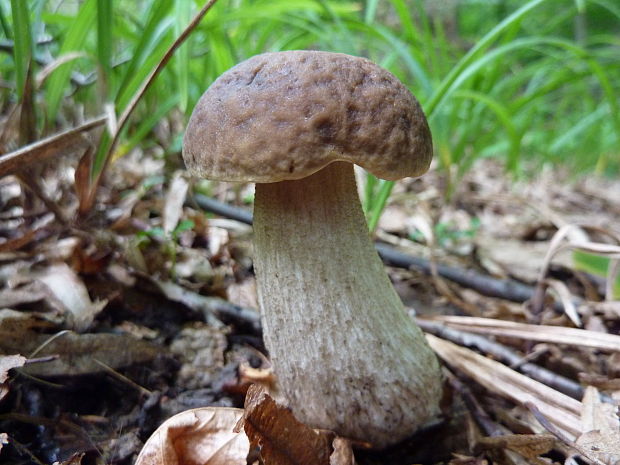 kozák hrabový Leccinum pseudoscabrum (Kallenb.) Šutara