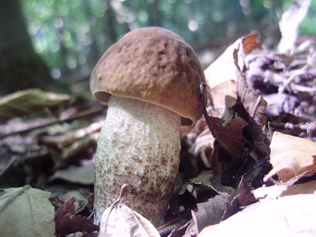 kozák hrabový Leccinum pseudoscabrum (Kallenb.) Šutara