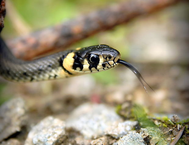 užovka obojková  Natrix natrix