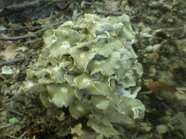 trúdnik klobúčkatý Polyporus umbellatus (Pers.) Fr.