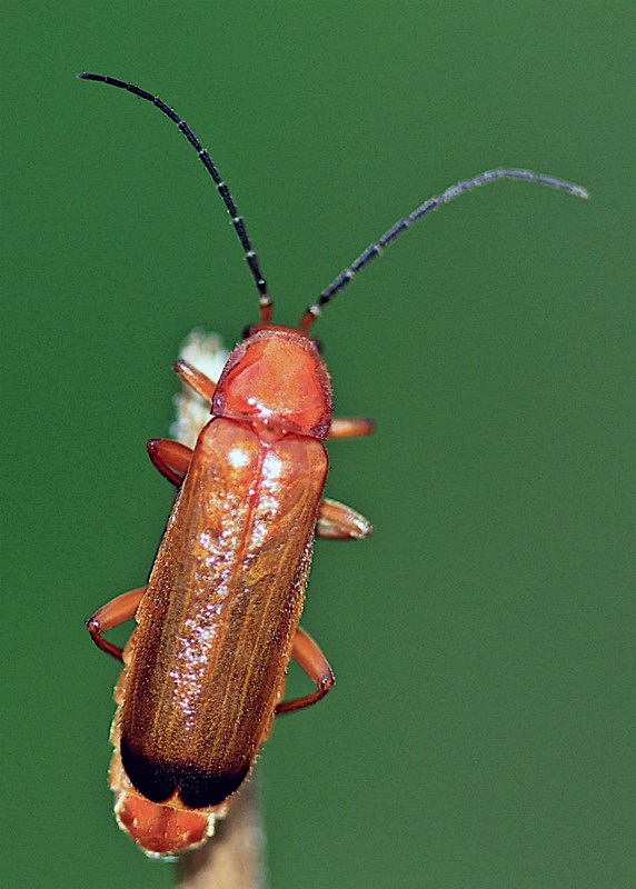 snehulčík žltý Rhagonycha fulva