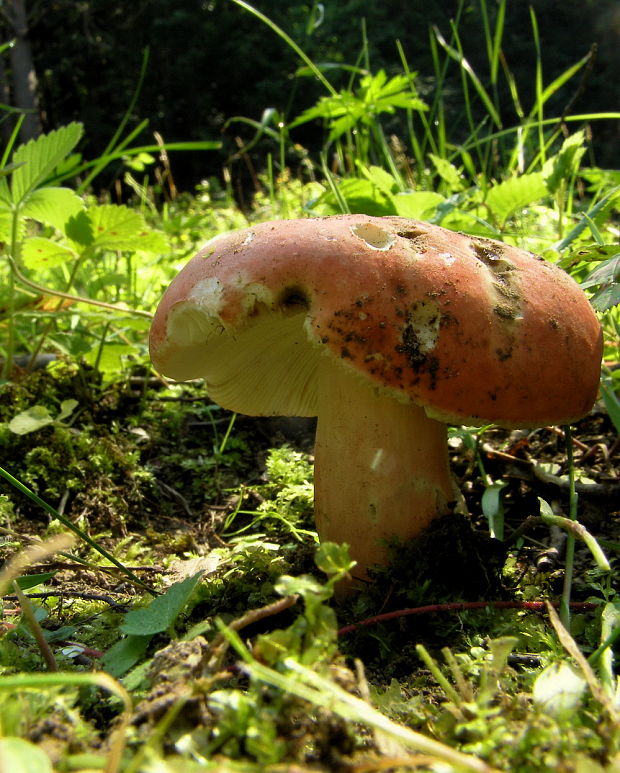 plávka Russula sp.