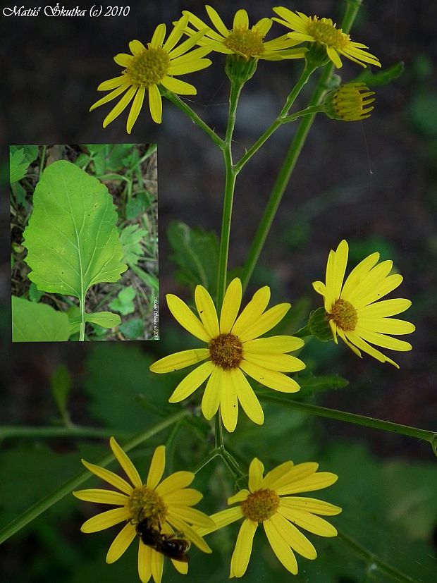 starček bludný Senecio erraticus Bertol.