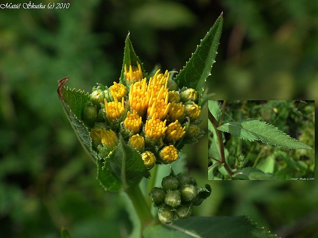 starček vajcovitolistý Senecio ovatus (P. Gaertn., B. Mey. et Scherb.) Willd.