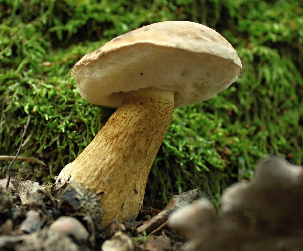 podhríb žlčový Tylopilus felleus (Bull.) P. Karst.