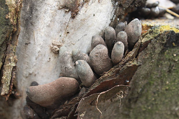 drevnatec Xylaria sp.