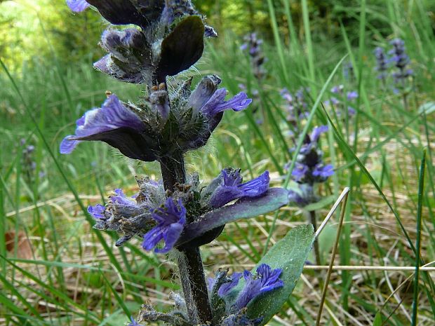 zběhovec plazivý - zbehovec plazivý Ajuga reptans  L.