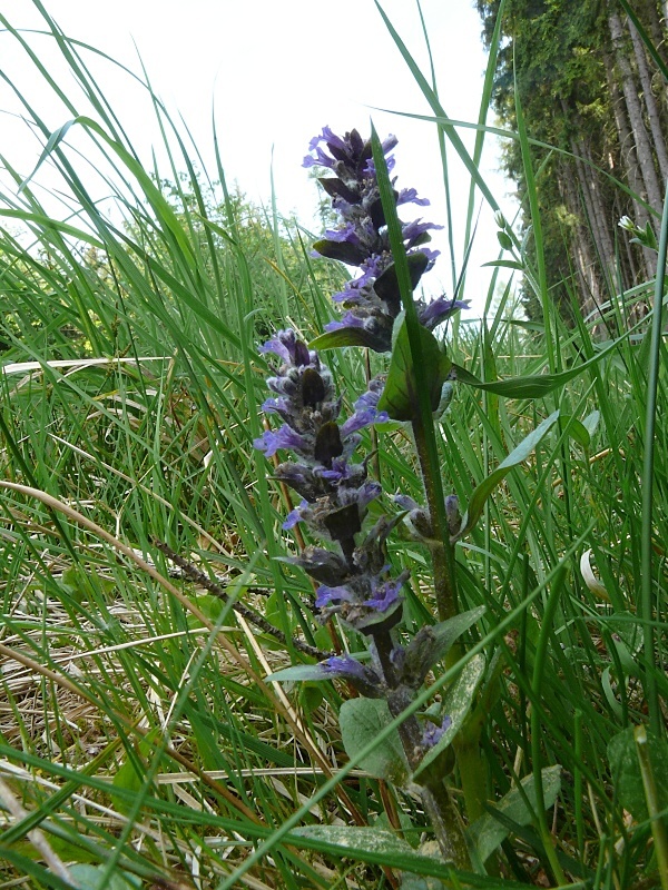 zběhovec plazivý - zbehovec plazivý Ajuga reptans  L.