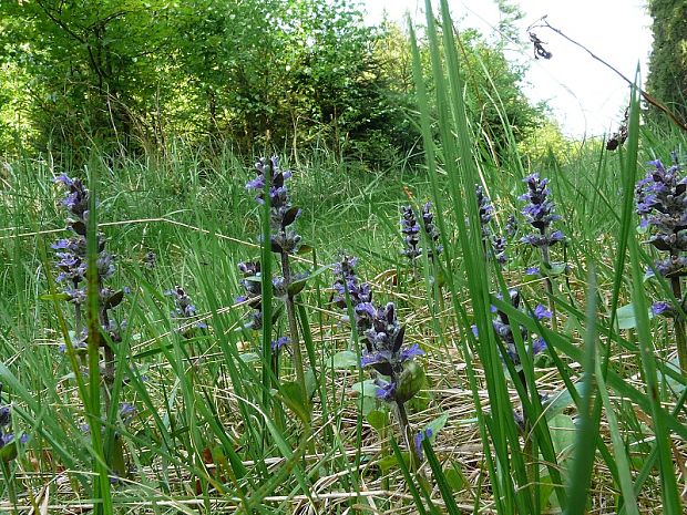 zběhovec plazivý - zbehovec plazivý Ajuga reptans L.