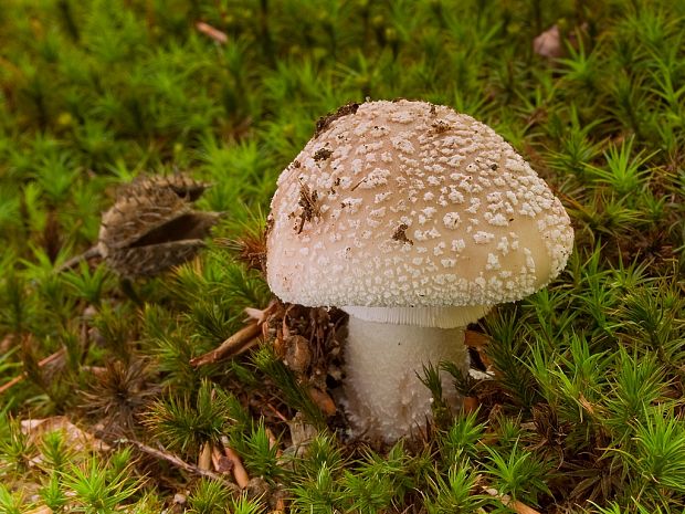 muchotrávka červenkastá Amanita rubescens Pers.