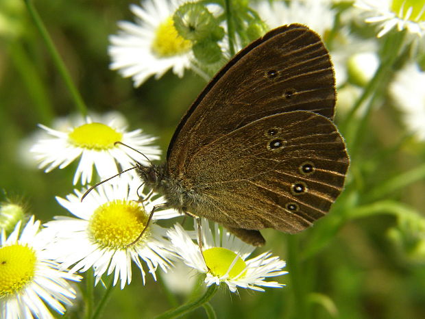 očkáň obyčajný Aphantopus hyperanthus Linnaeus, 1758