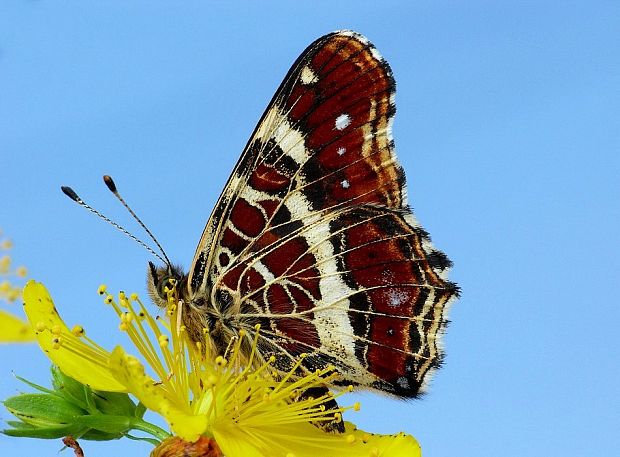 babôčka sieťkovaná Araschnia levana Linnaeus, 1758