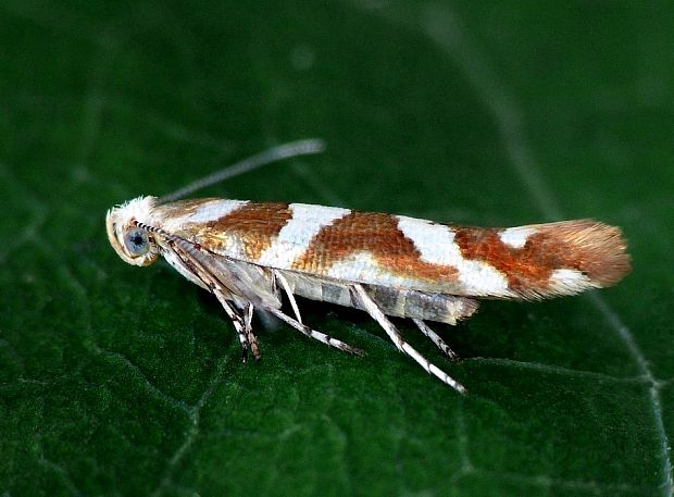 priadzovček jelšový Argyresthia goedartella Linnaeus, 1758