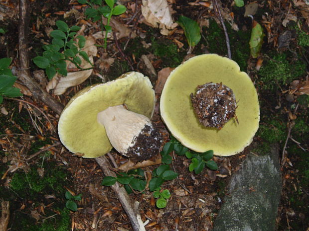 hríb smrekový Boletus edulis Bull.