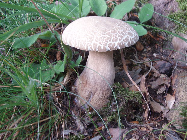 hríb dubový Boletus reticulatus Schaeff.