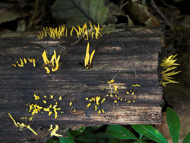 parôžkovec malý Calocera cornea (Fr.) Loud.