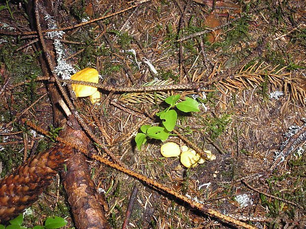 kuriatko jedlé Cantharellus cibarius Fr.