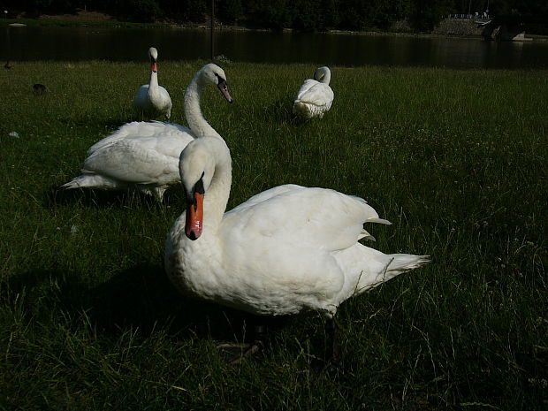 labuť veľká Cygnus olor