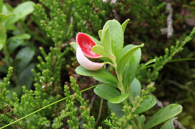 nahorúchovec brusnicový Exobasidium vaccinii (Fuckel) Woronin