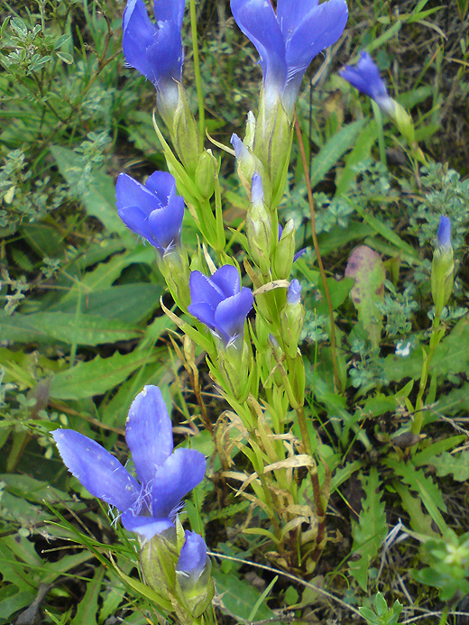 pahorec brvitý Gentianopsis ciliata (L.) Ma