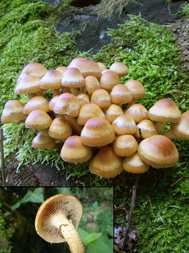 šupinačka menlivá Kuehneromyces mutabilis (Schaeff.) Singer & A.H. Sm.