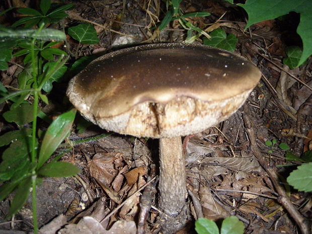 kozák Leccinum sp.