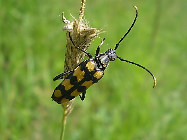 fuzáč štvorpruhový Leptura quadrifasciata