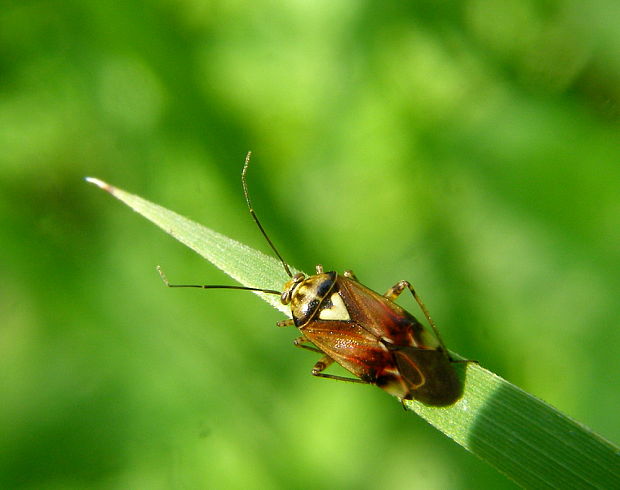 bzdoška Lygus pratensis