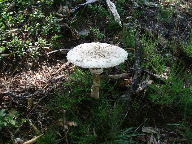 bedľa vysoká Macrolepiota procera (Scop.) Singer