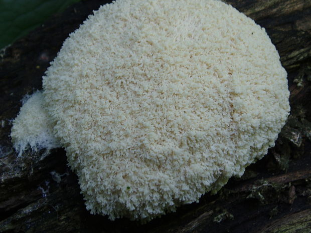 slizovka Myxomycetes