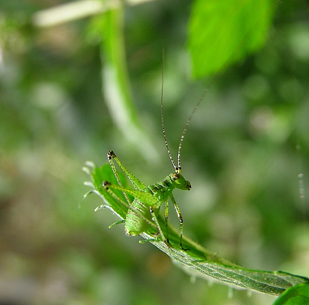 nymfa kobylky Phaneroptera falcata