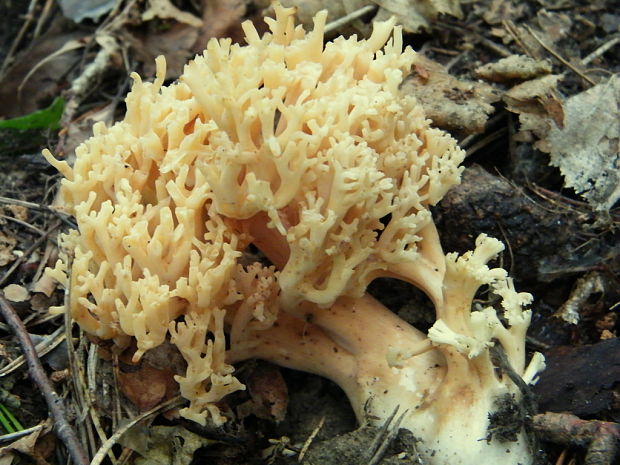 strapačka Ramaria sp.