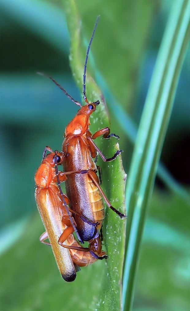 snehulčík žltý Rhagonycha fulva