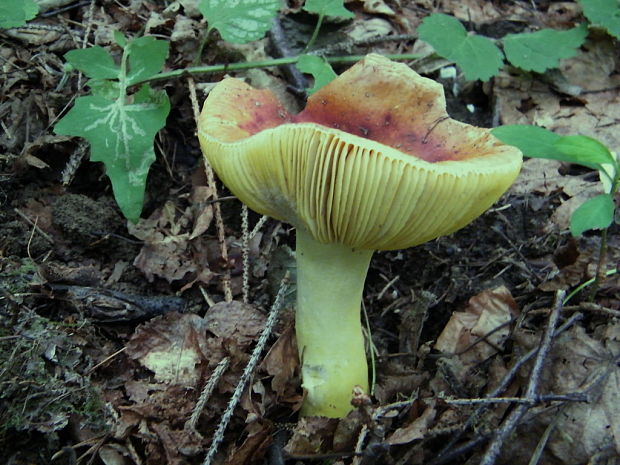 plávka zlatožltá Russula aurea Pers.