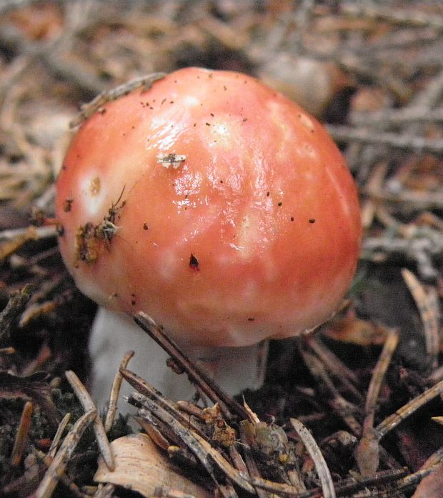 plávka jahodovočervená Russula paludosa Britzelm.