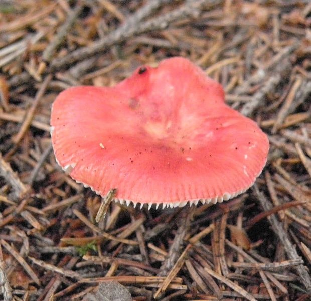 plávka červenohlúbiková Russula rhodopus Zvára