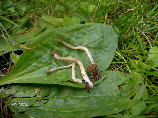 žezlovka Rouxova Tolypocladium rouxii (Cand.) C.A. Quandt, Kepler & Spatafora