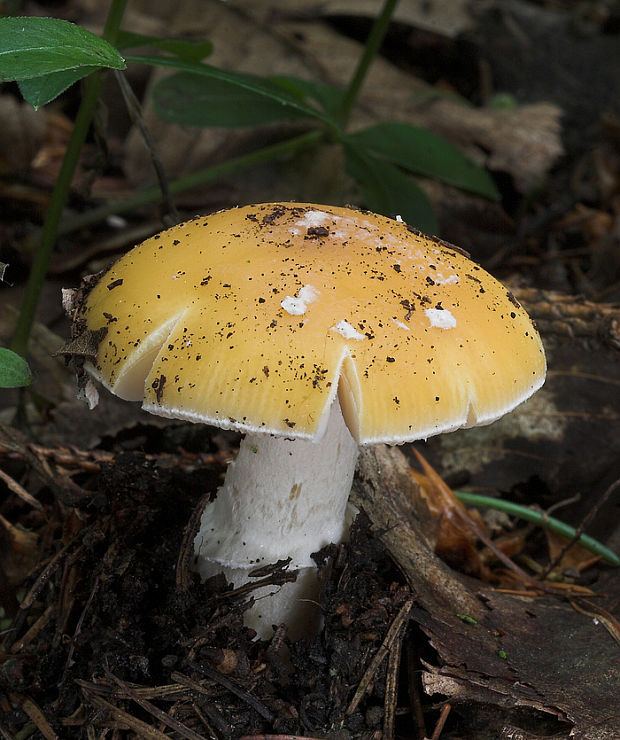 muchotrávka slamovožltá Amanita gemmata (Fr.) Bertill.