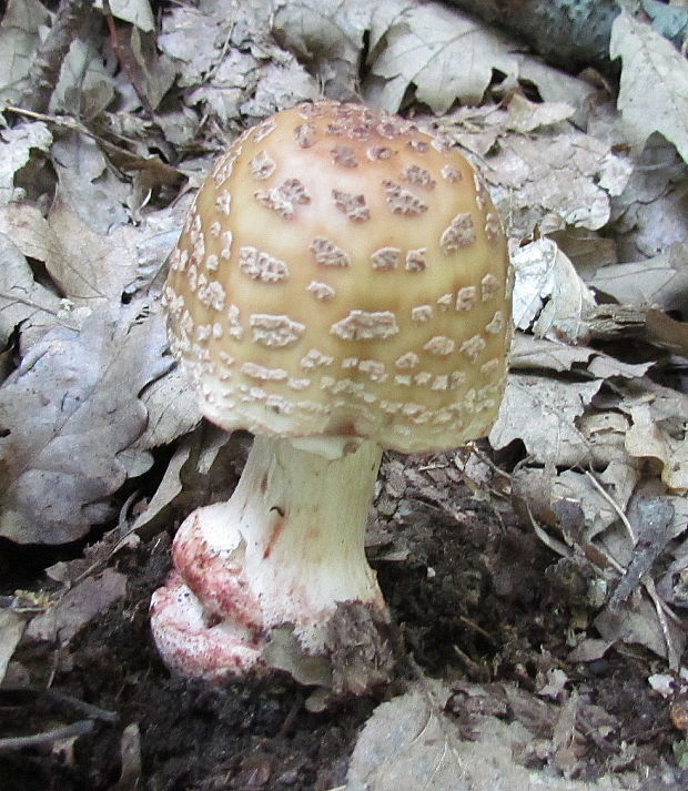 muchotrávka červenkastá Amanita rubescens Pers.